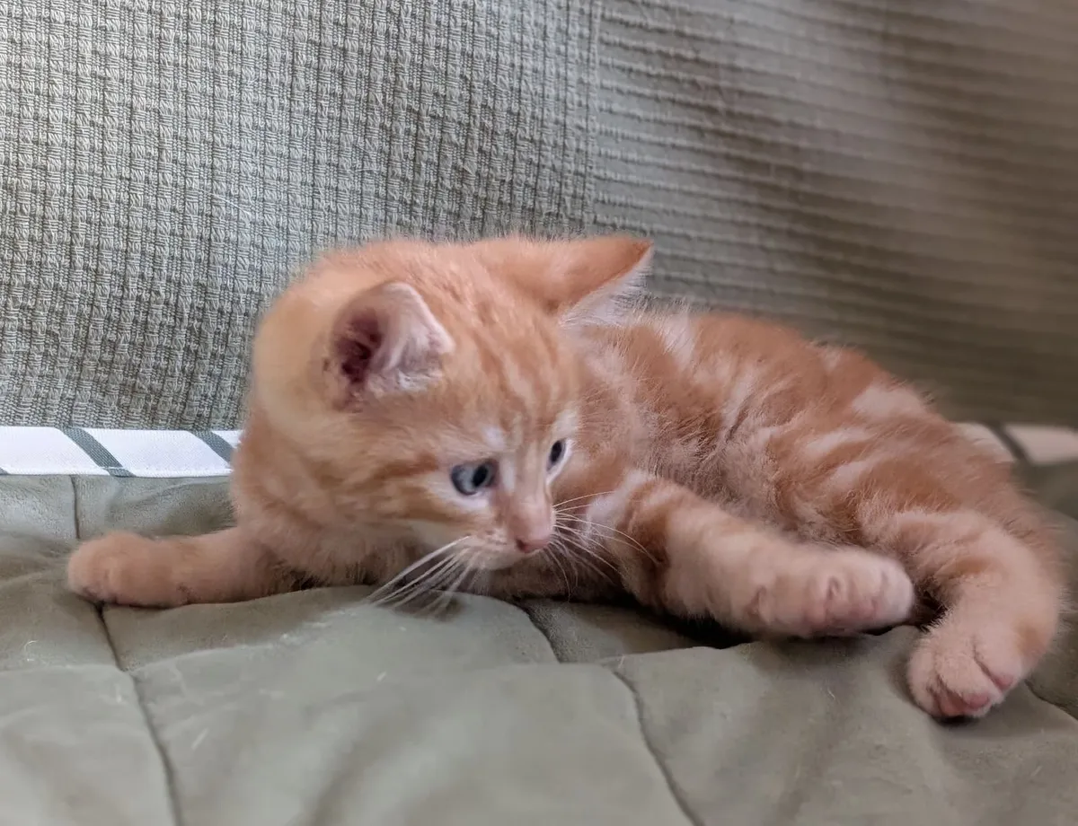 Kittens - Image 4