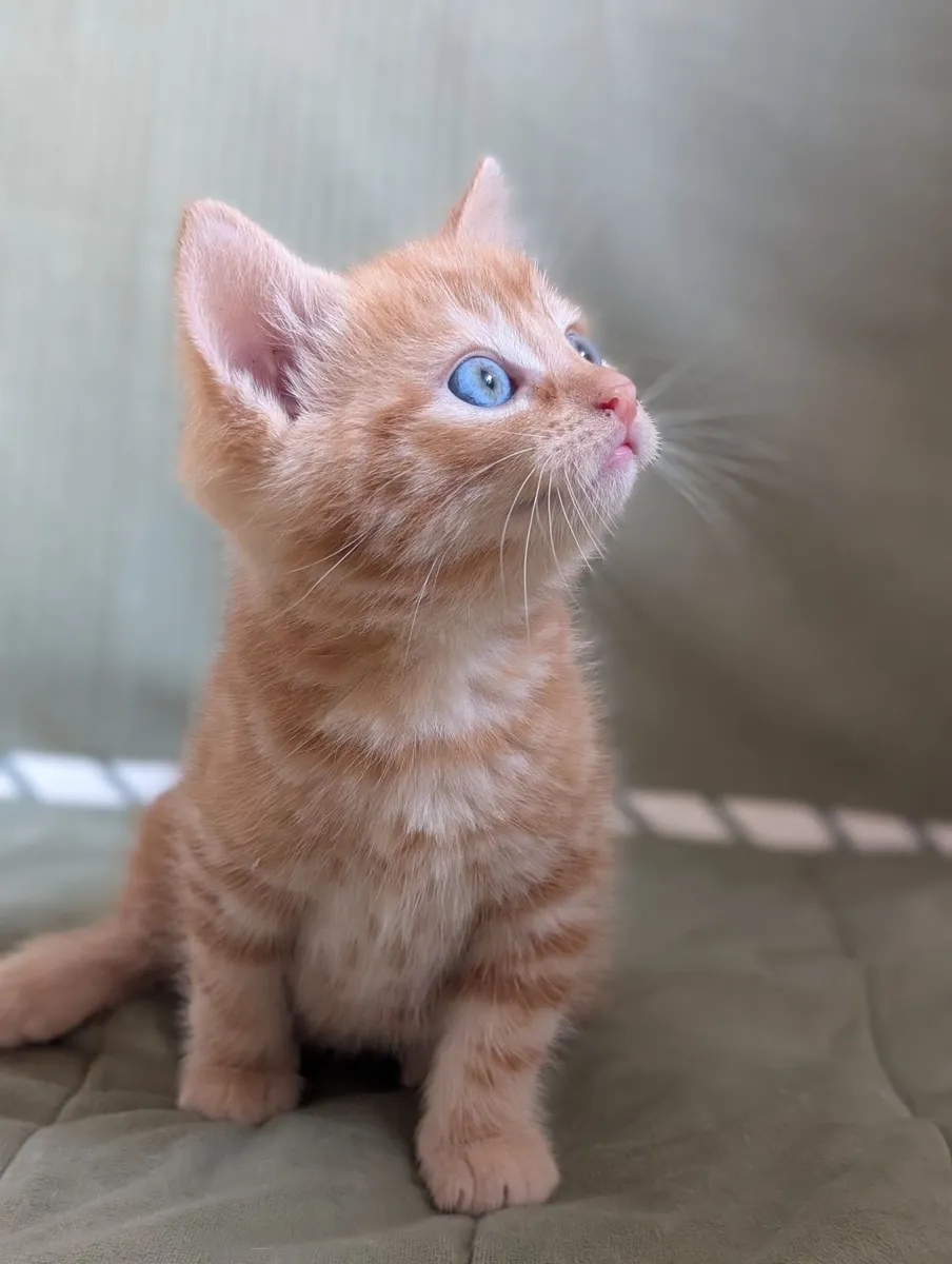 Kittens - Image 1