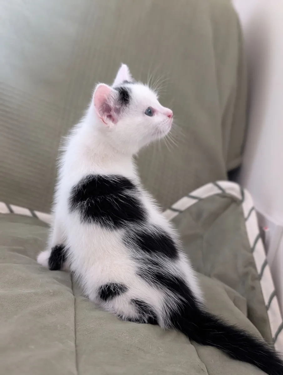 Kittens - Image 1