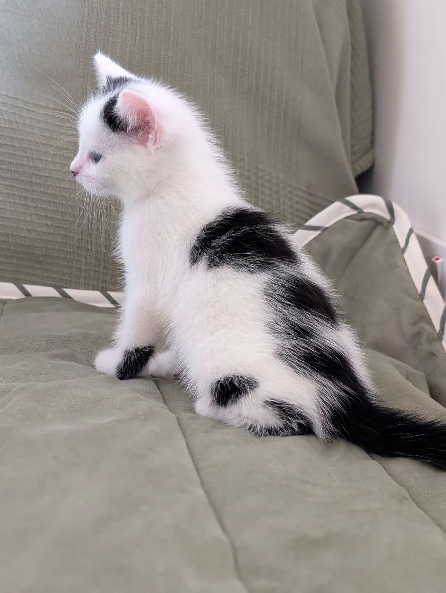 Kittens - Image 2