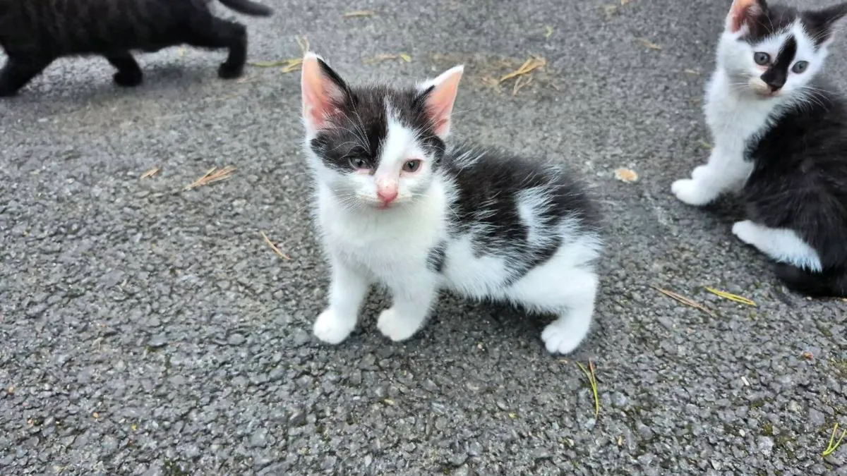 Kittens - Image 2