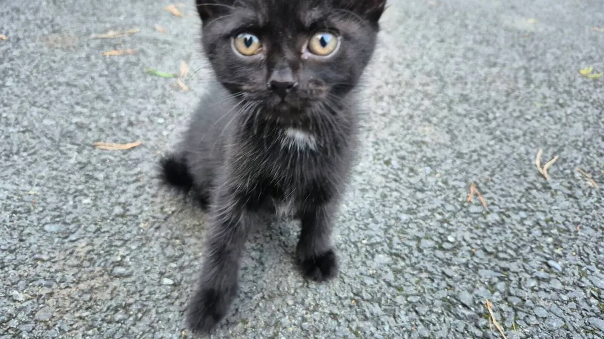 Kittens - Image 3