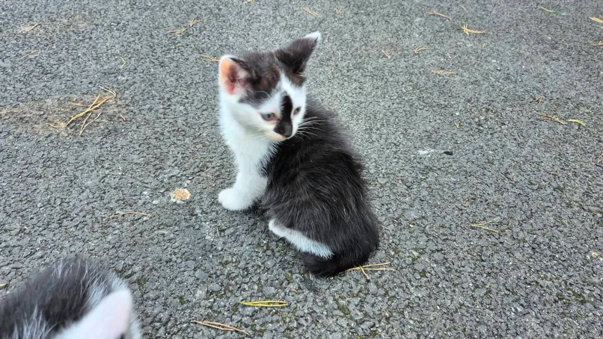 Kittens - Image 4