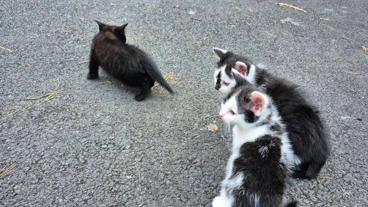 Kittens - Image 1