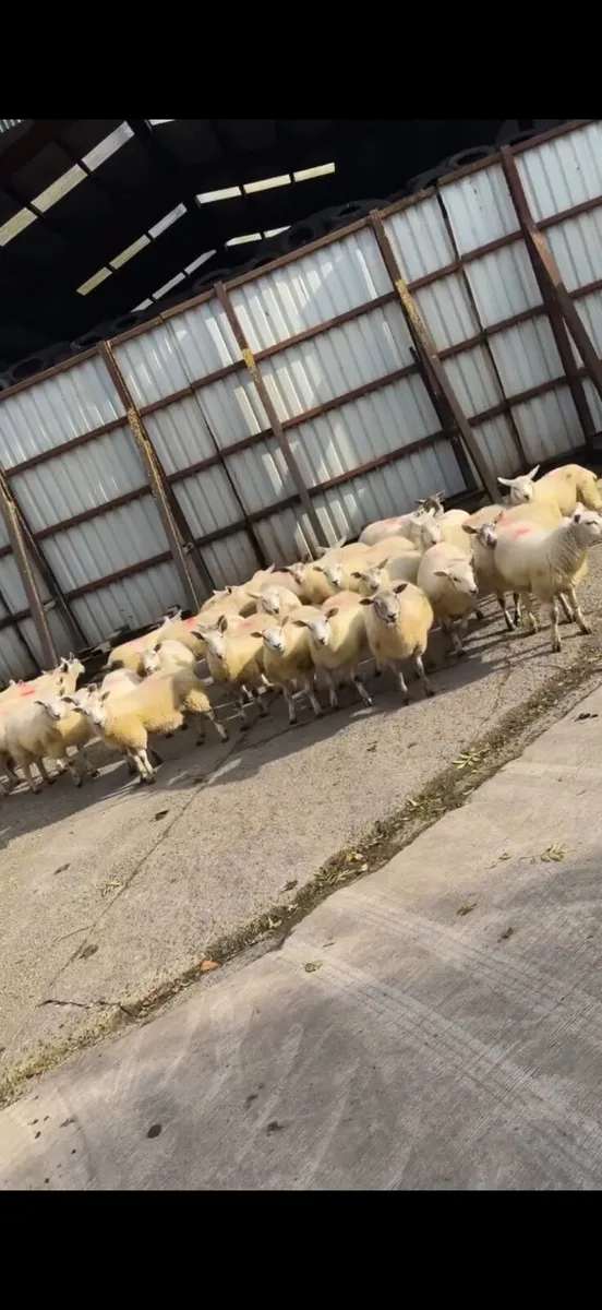 Ewe lambs - Image 2