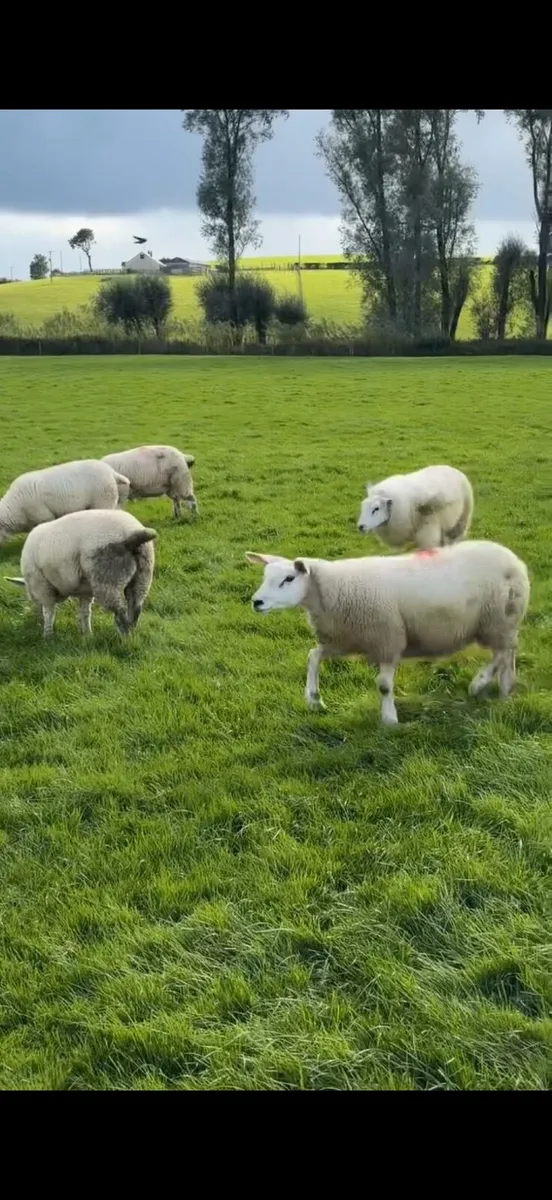 Ewe lambs - Image 4
