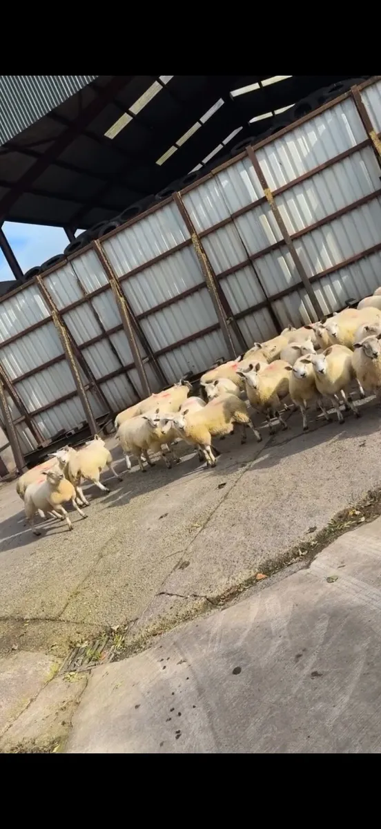 Ewe lambs - Image 3
