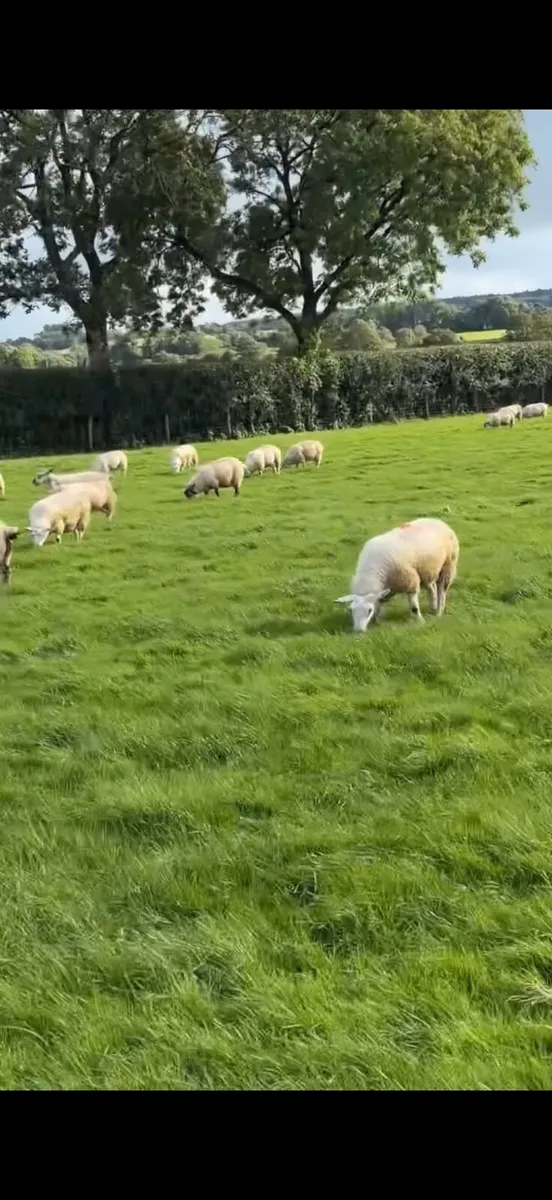 Ewe lambs - Image 1