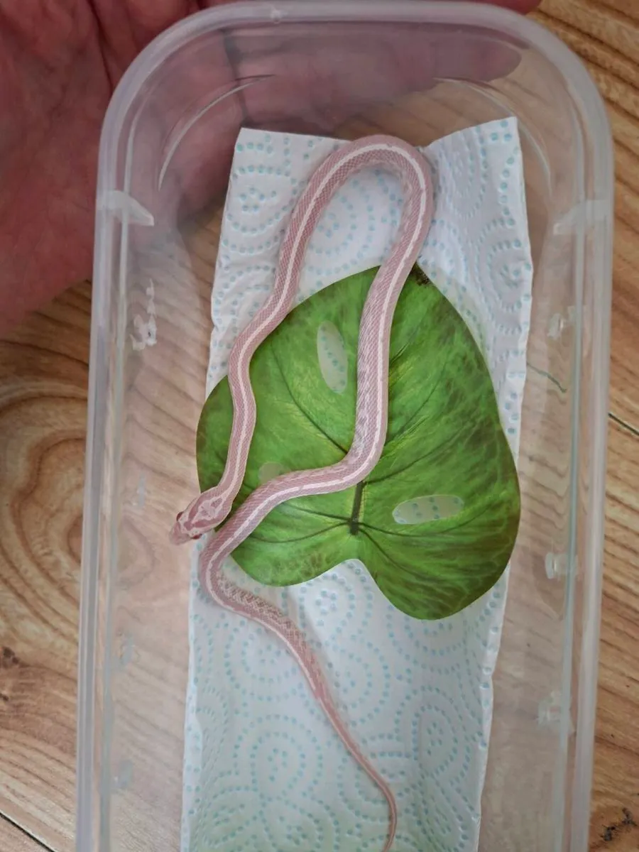 Hatchling corn snakes - Image 1
