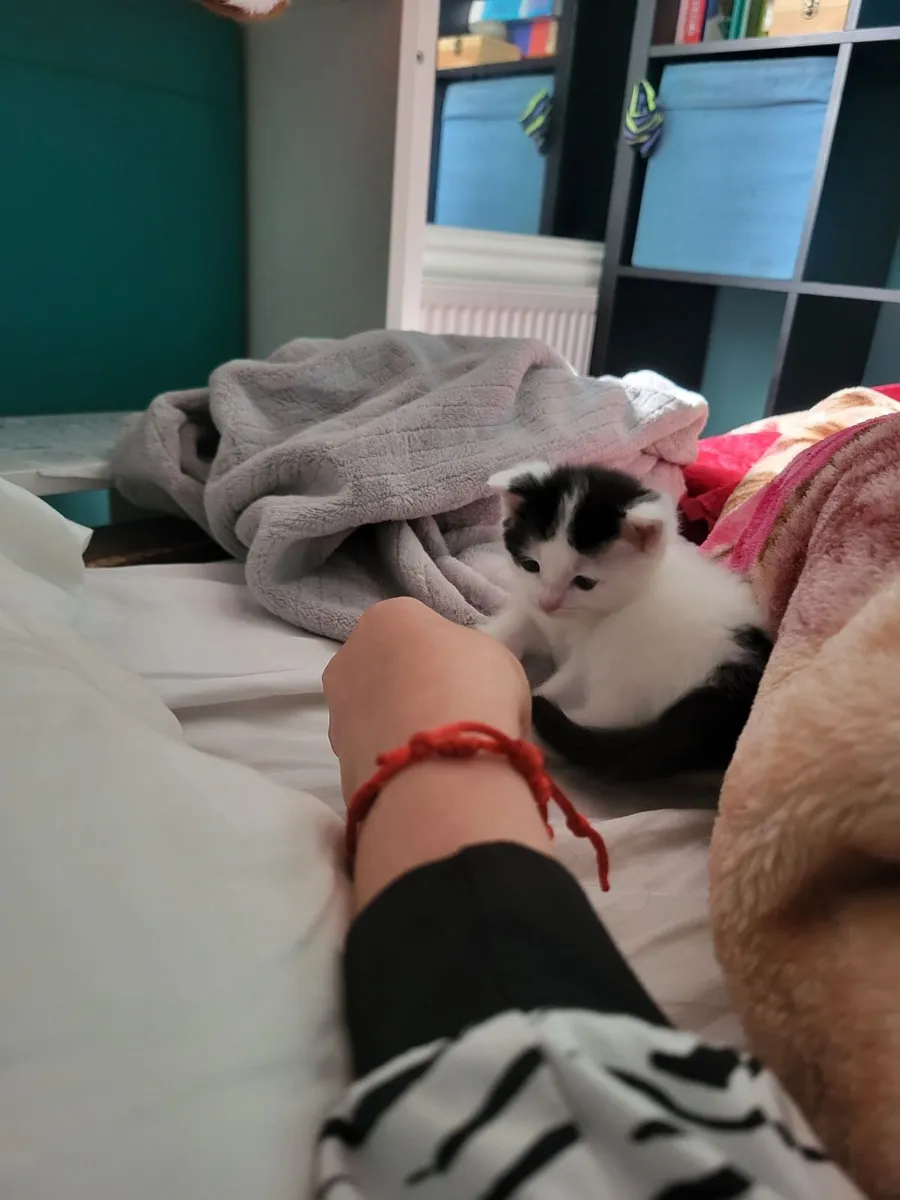Kitten 2 months old - Image 4