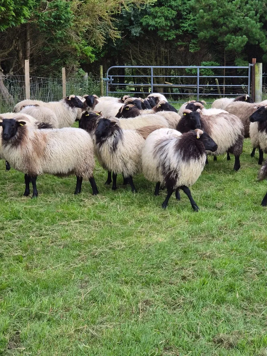 Organic Mayo Blackface Ewe lambs - Image 4