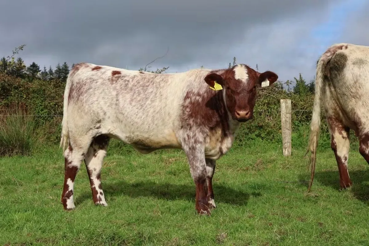 Special Beef Shorthorn Sale - Image 2