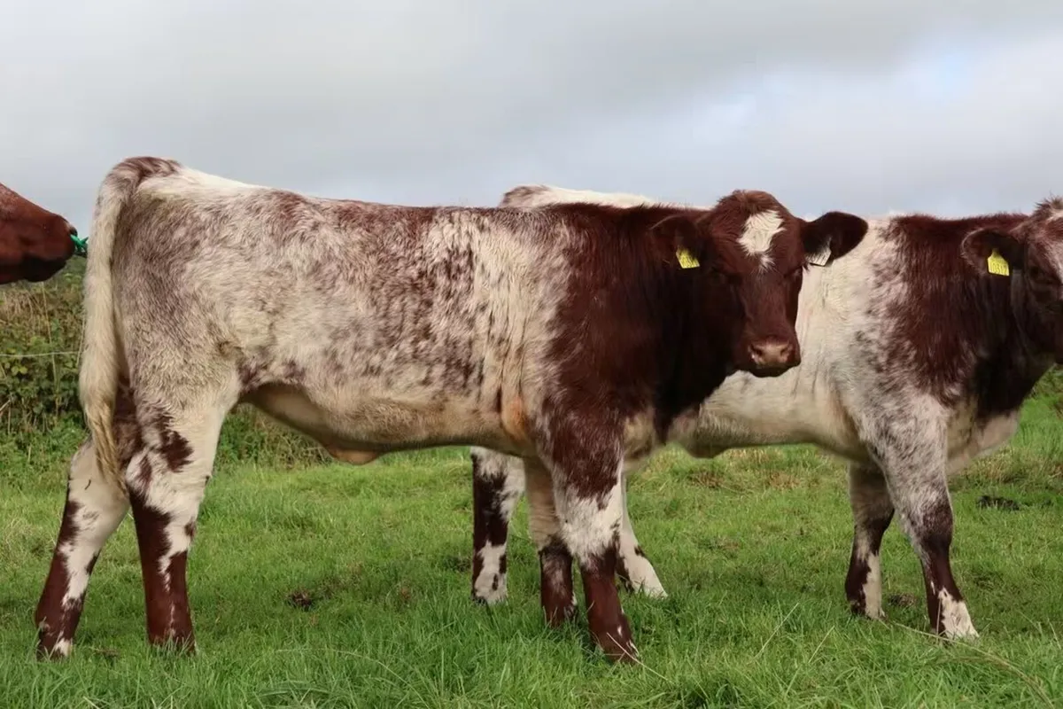 Special Beef Shorthorn Sale - Image 3