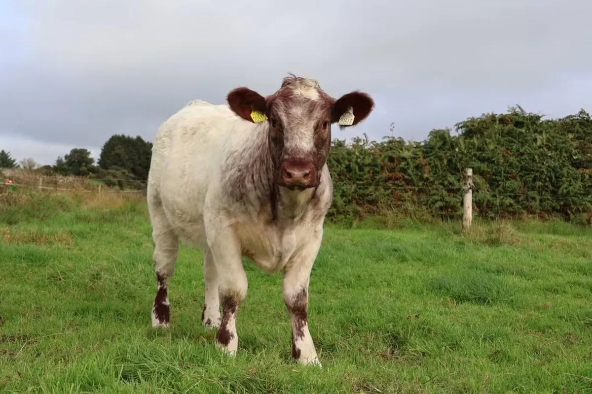 Special Beef Shorthorn Sale - Image 1
