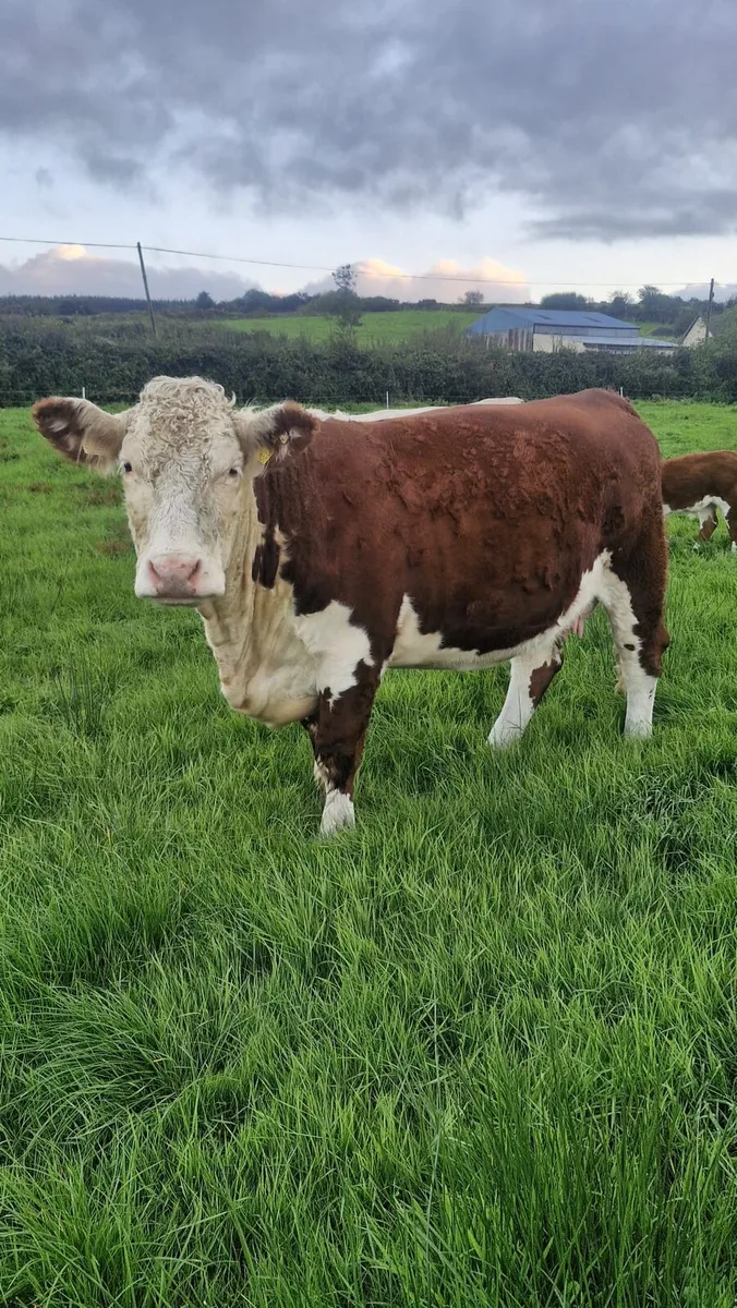 Hereford Heifers - Image 1