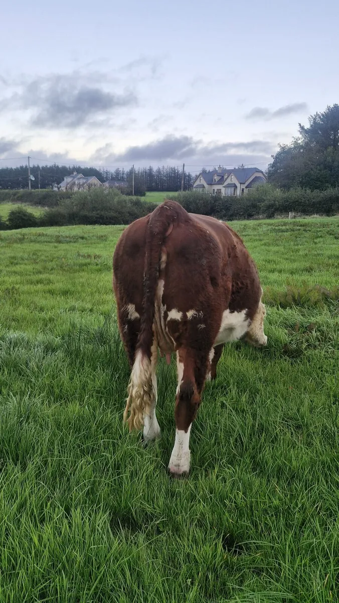 Hereford Heifers - Image 2