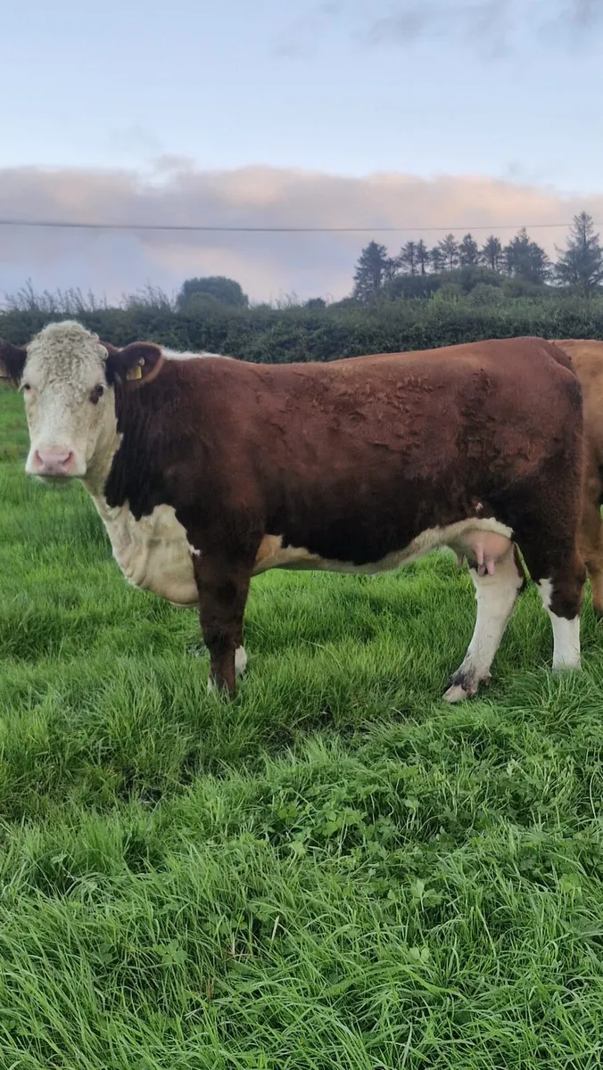 Hereford Heifers - Image 3