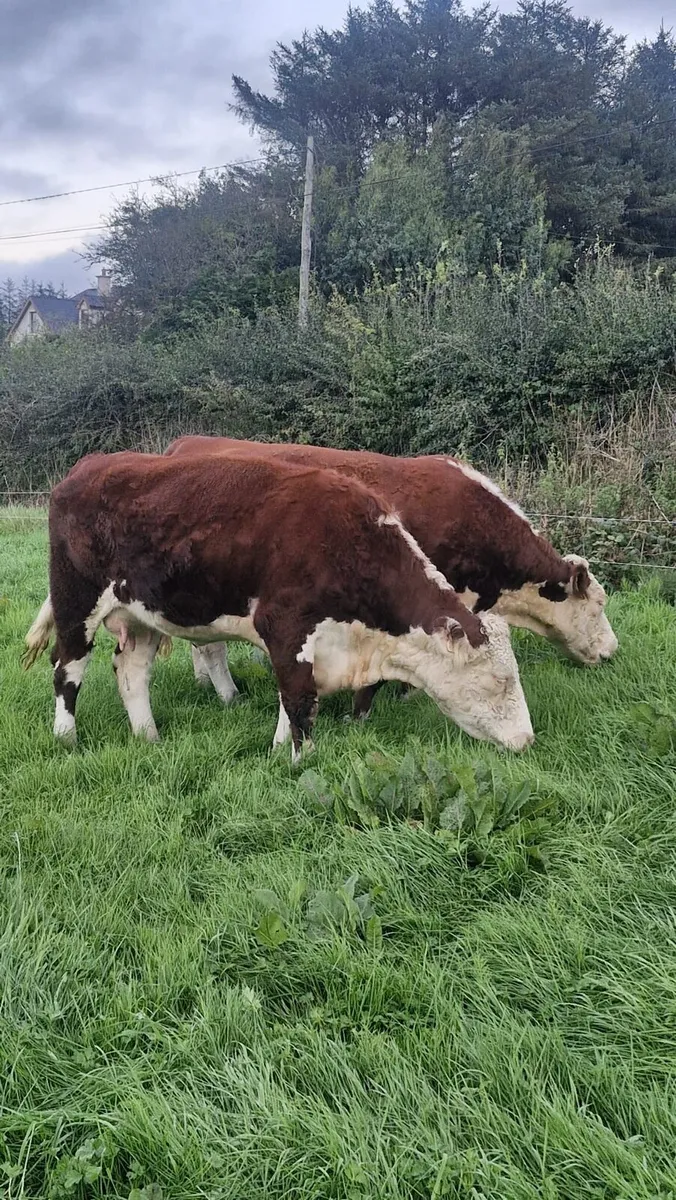 Hereford Heifers - Image 4