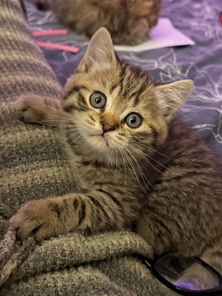 Kittens (British shorthair) - Image 2
