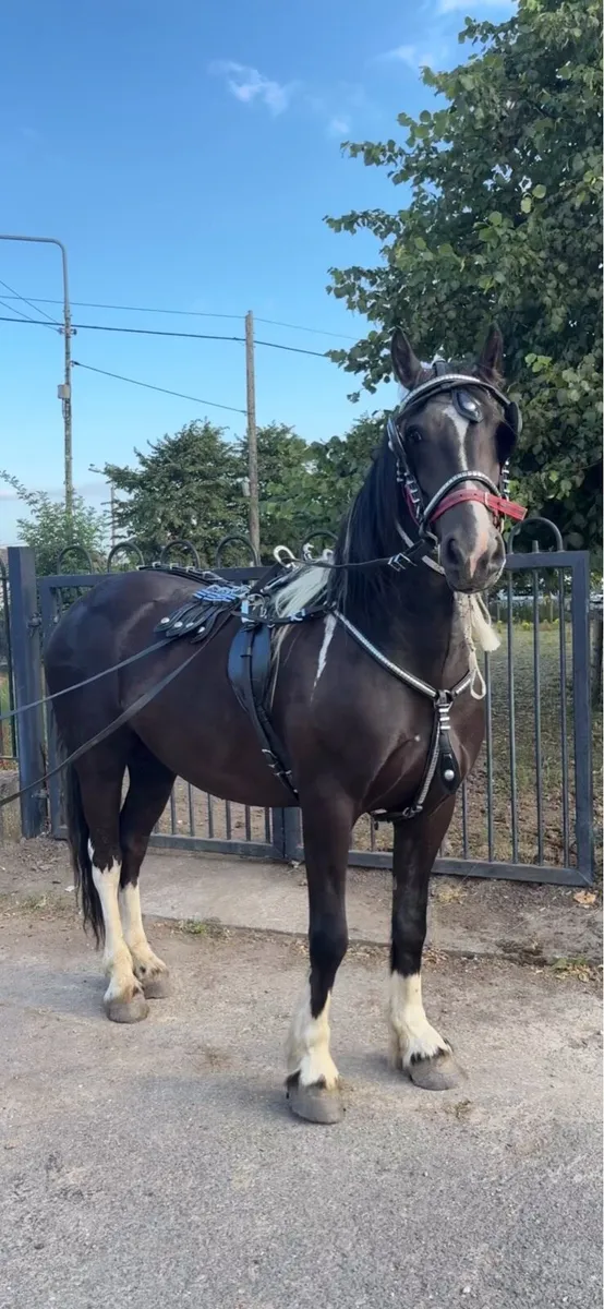 4 yo half friesan gelding - Image 1