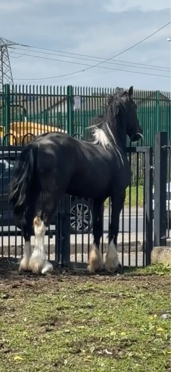 4 yo half friesan gelding - Image 3
