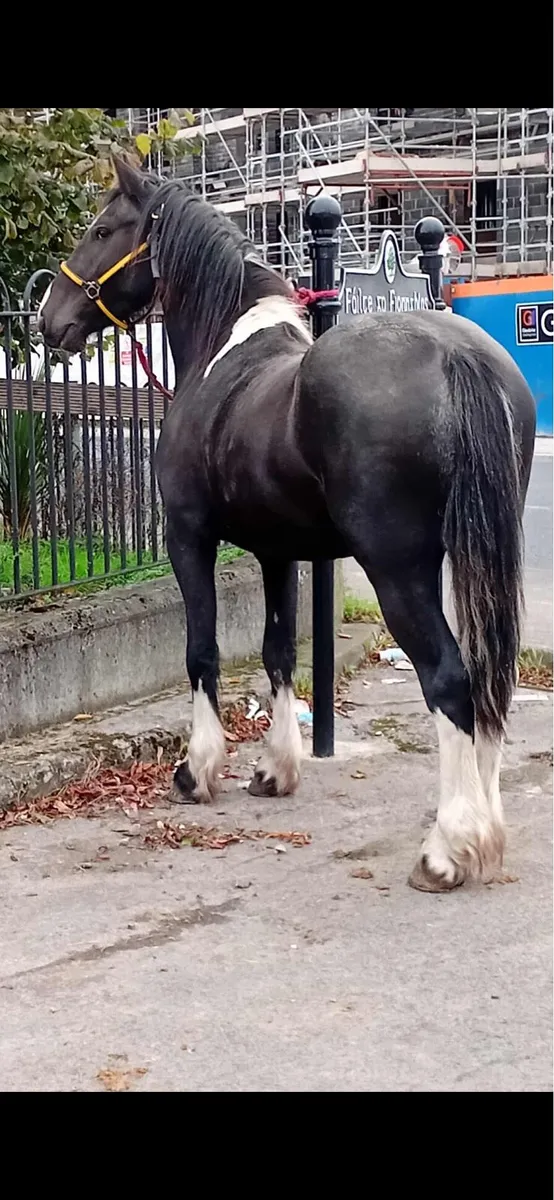 4 yo half friesan gelding - Image 2