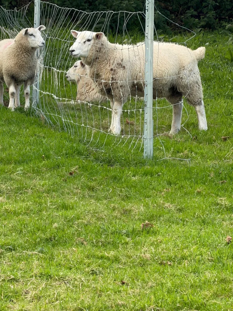Lambs - Image 1