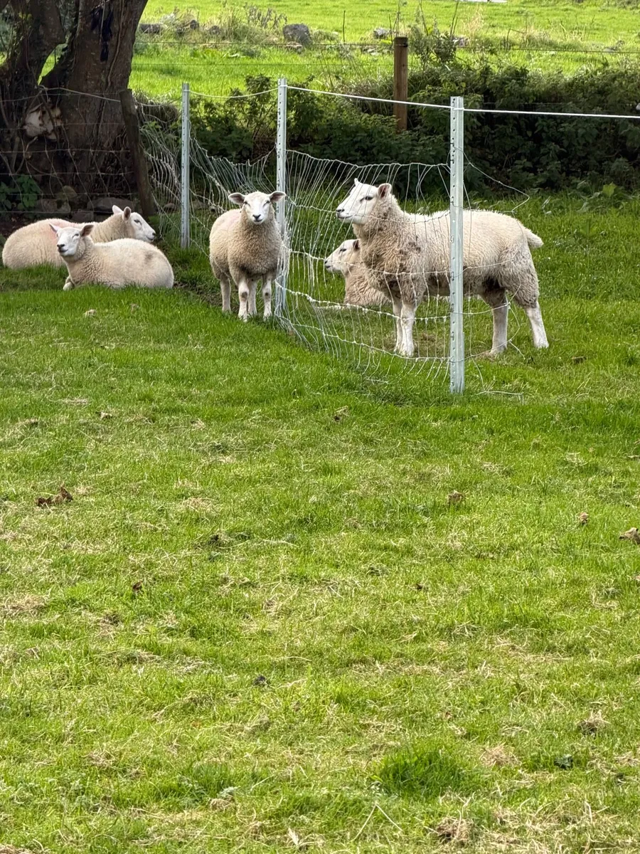 Lambs - Image 3