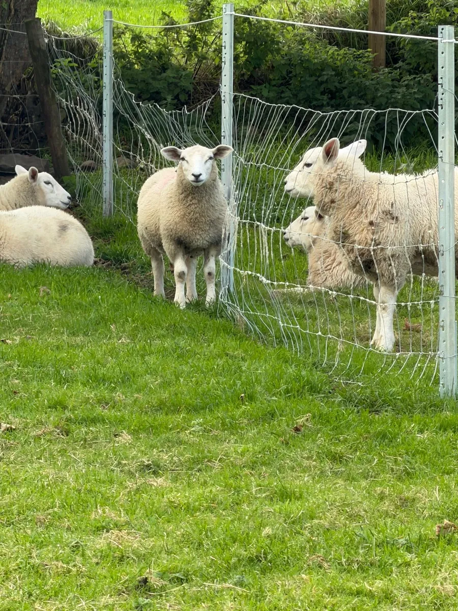 Lambs - Image 2