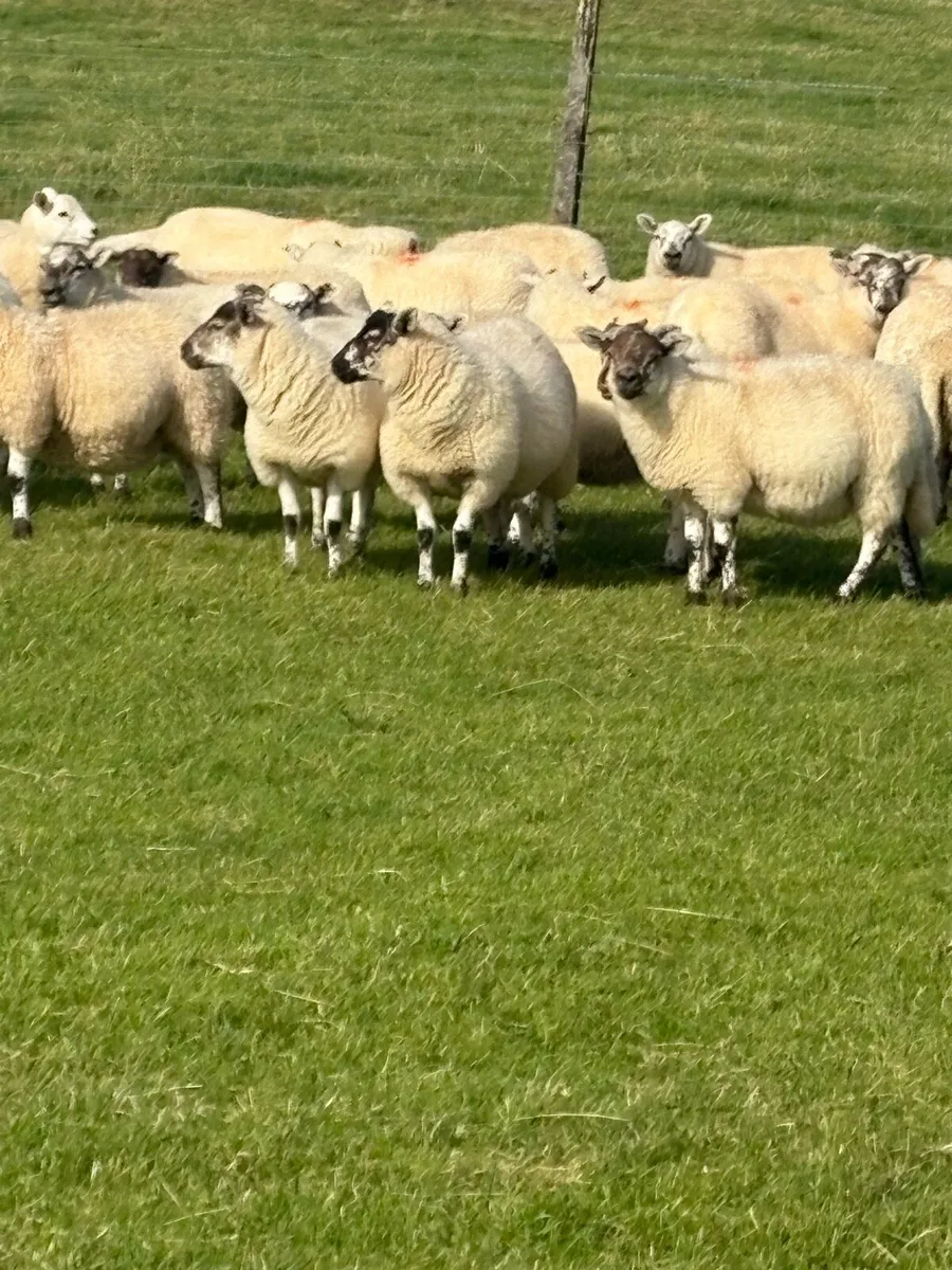 *ORGANIC EWE LAMBS* - Image 3