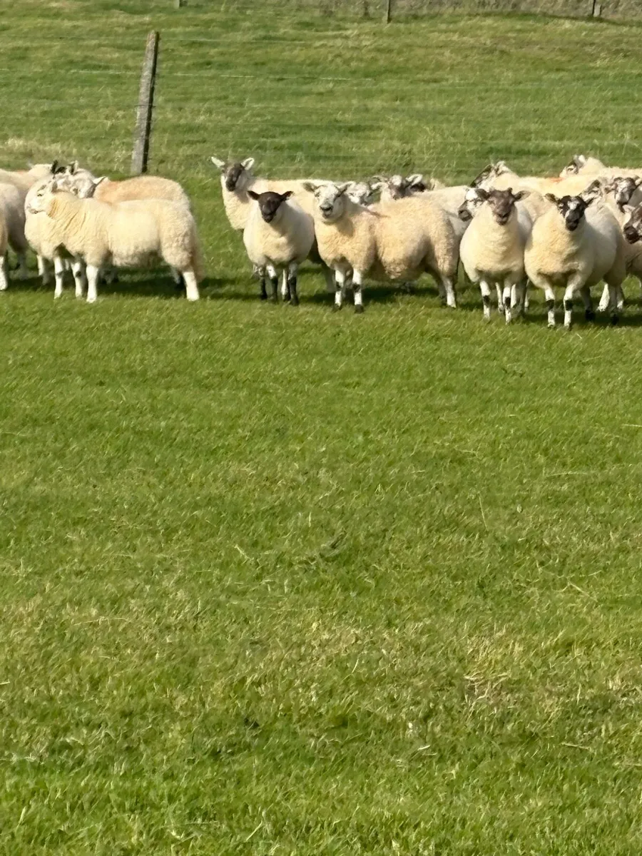 *ORGANIC EWE LAMBS* - Image 4