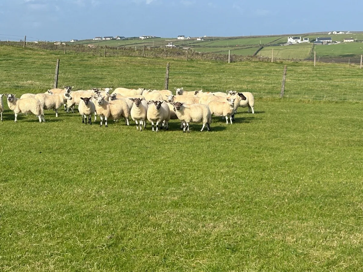*ORGANIC EWE LAMBS* - Image 2