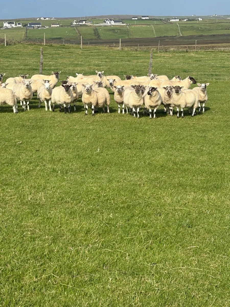 *ORGANIC EWE LAMBS* - Image 1