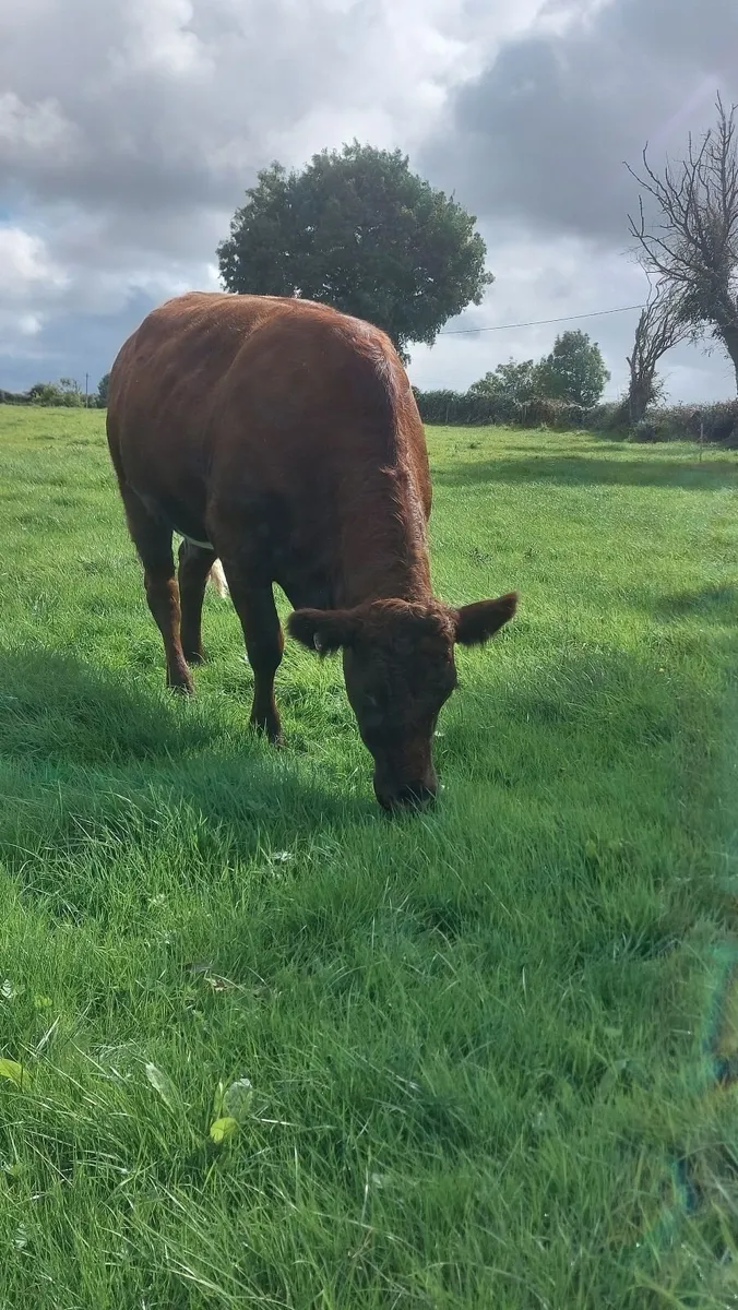 SAX BREEDING HEIFERS - Image 2