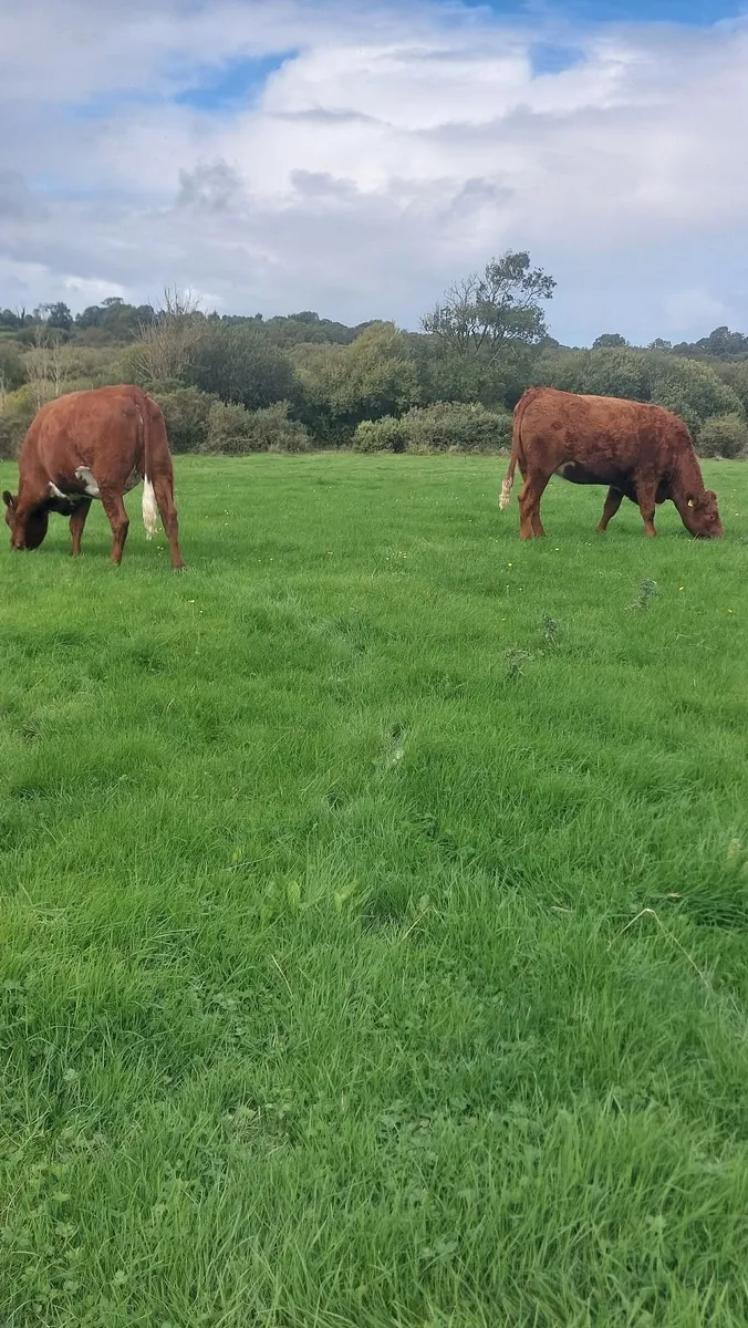 SAX BREEDING HEIFERS - Image 4