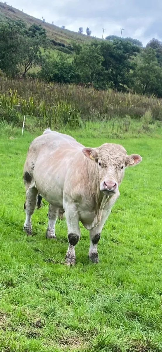 5 star Charolais bull - Image 1