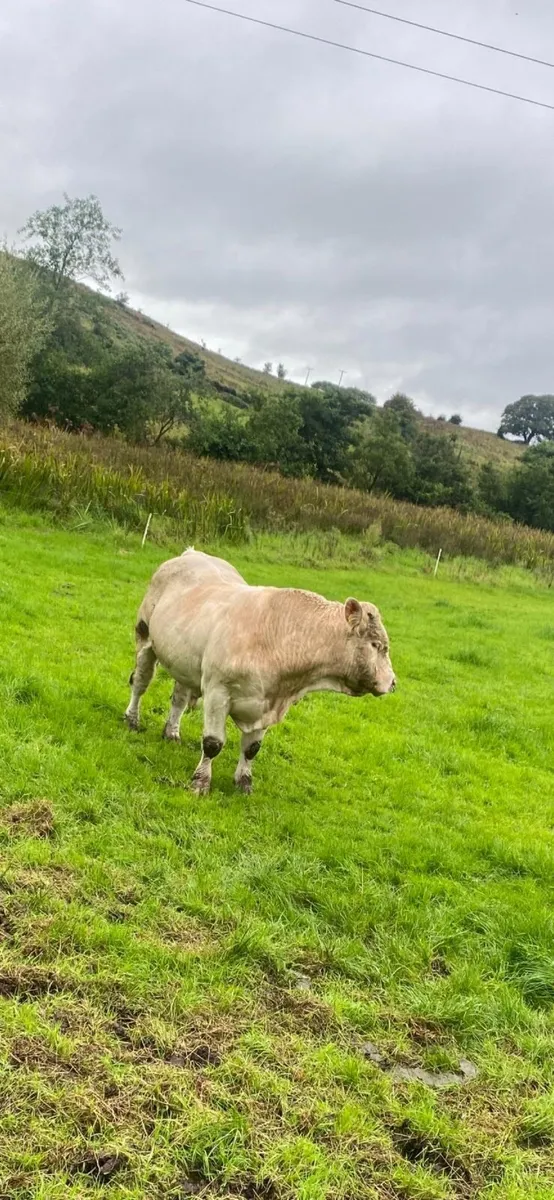 5 star Charolais bull - Image 2