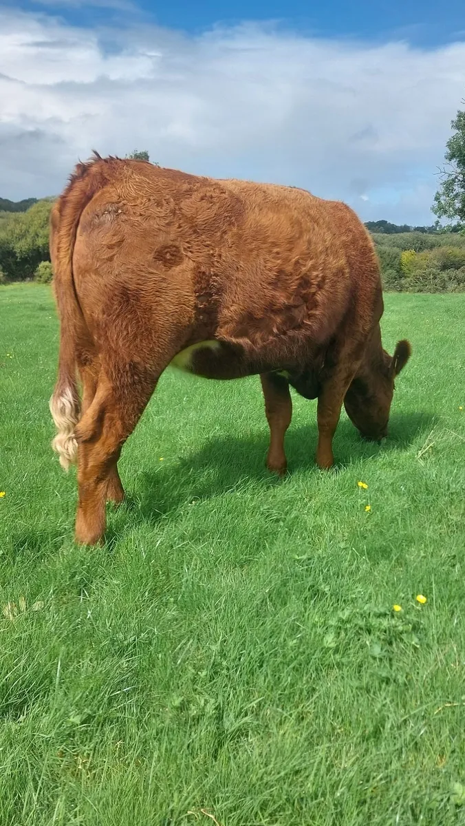 SAX BREEDING HEIFERS - Image 3