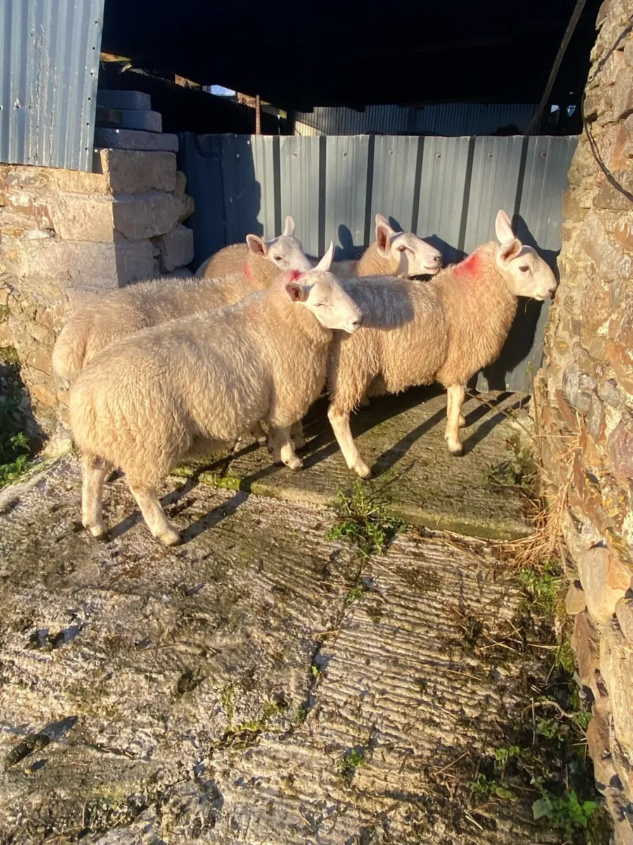 North Country Cheviot Rams - Image 1