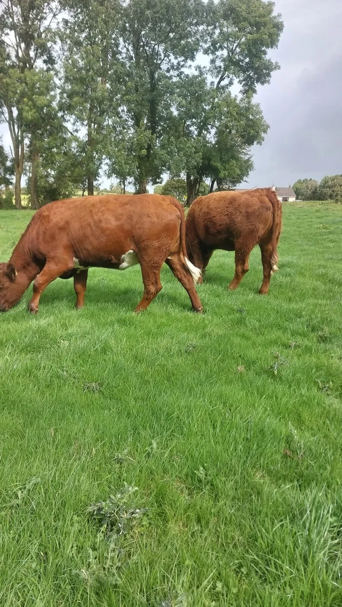 SAX BREEDING HEIFERS - Image 1