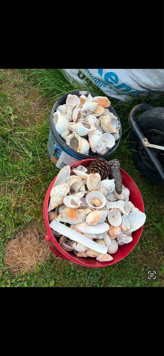 shells x2 bucket €20 - Image 2