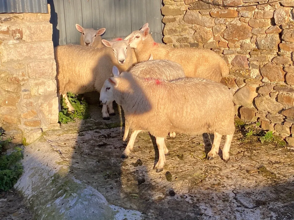 North Country Cheviot Rams - Image 2