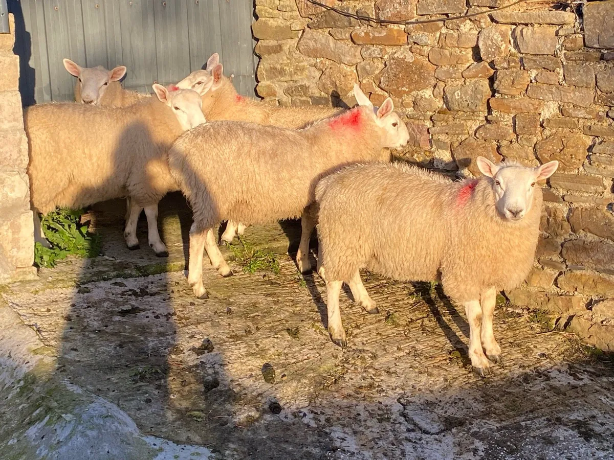 North Country Cheviot Rams - Image 3