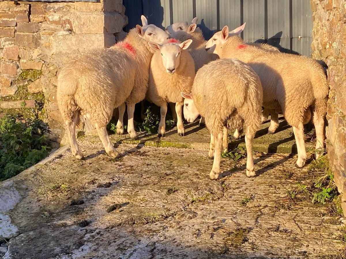 North Country Cheviot Rams - Image 4