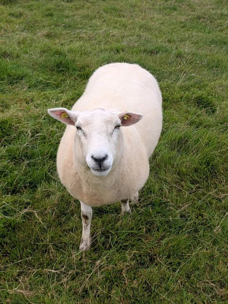 Belclare Hogget ewes - Image 1