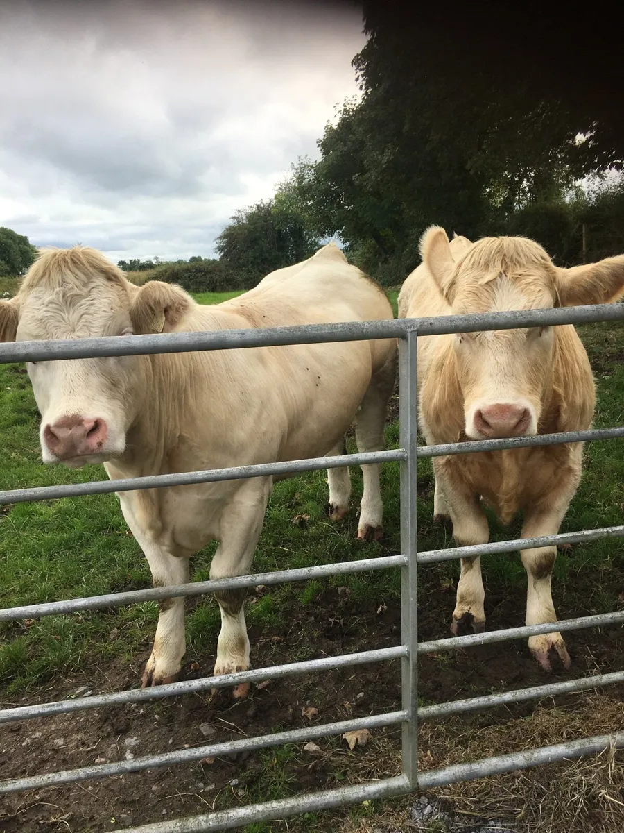 Castlerea Mart Thursday 17th September - Image 2