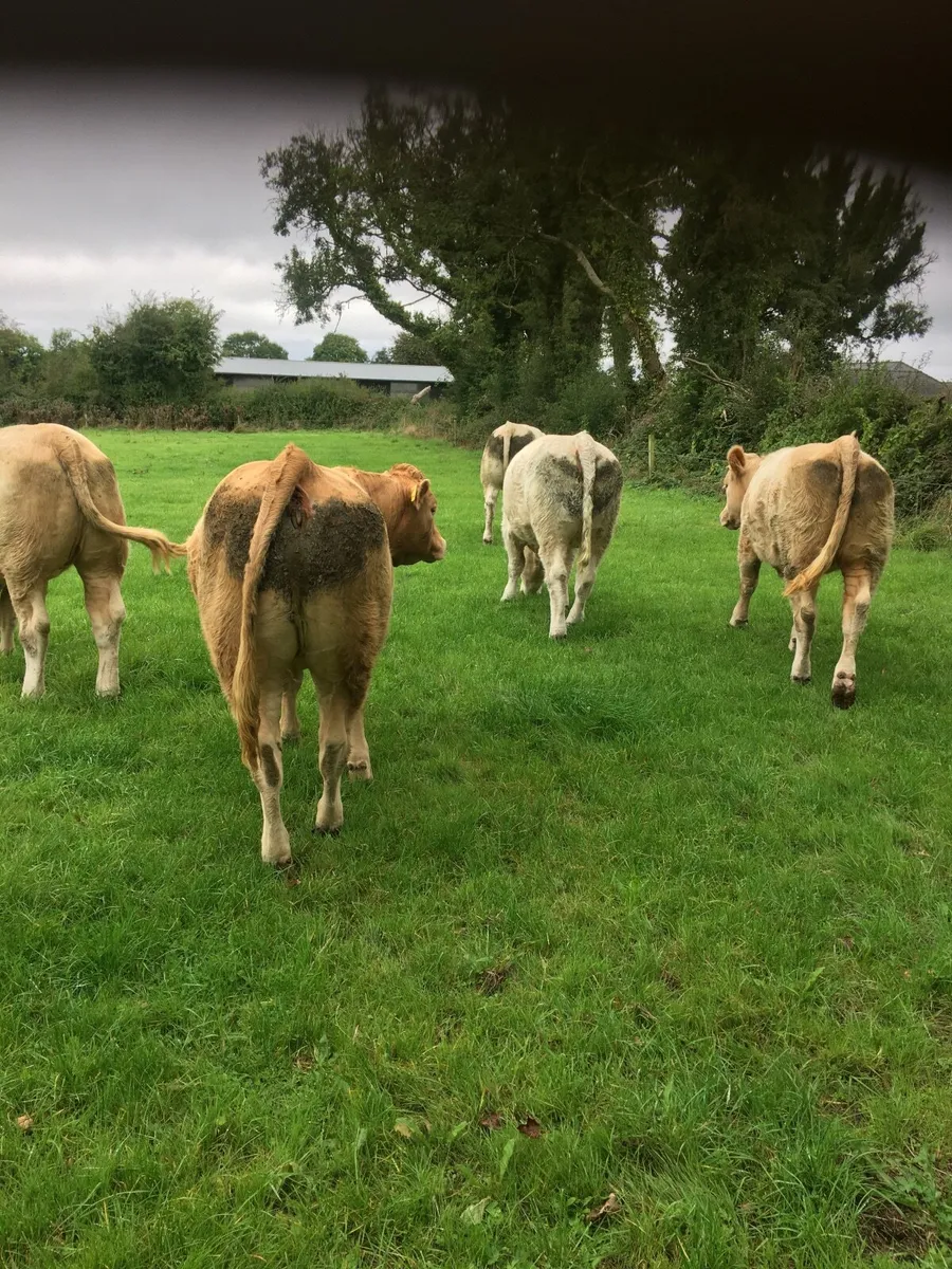 Castlerea Mart Thursday 17th September - Image 1