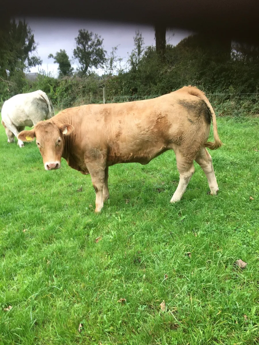 Castlerea Mart Thursday 17th September - Image 3