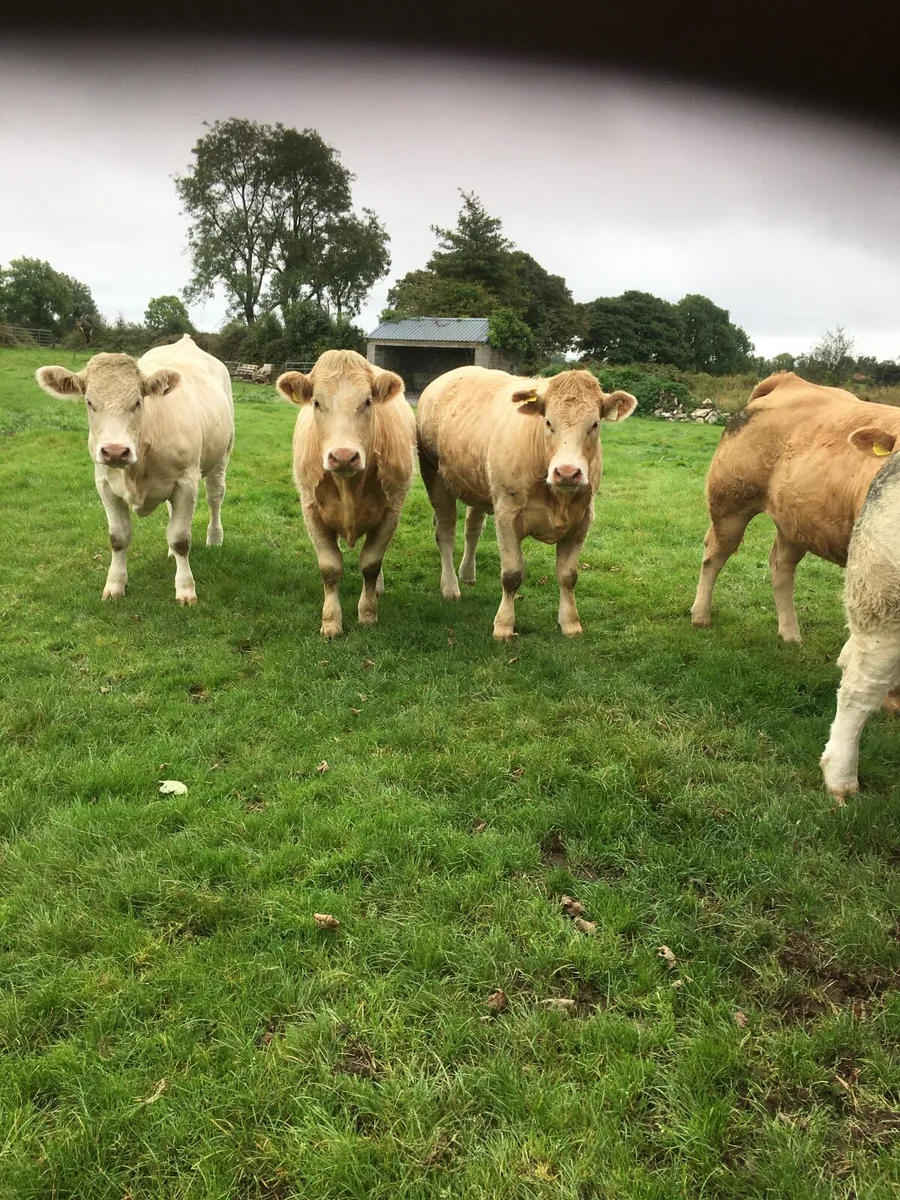 Castlerea Mart Thursday 17th September - Image 4