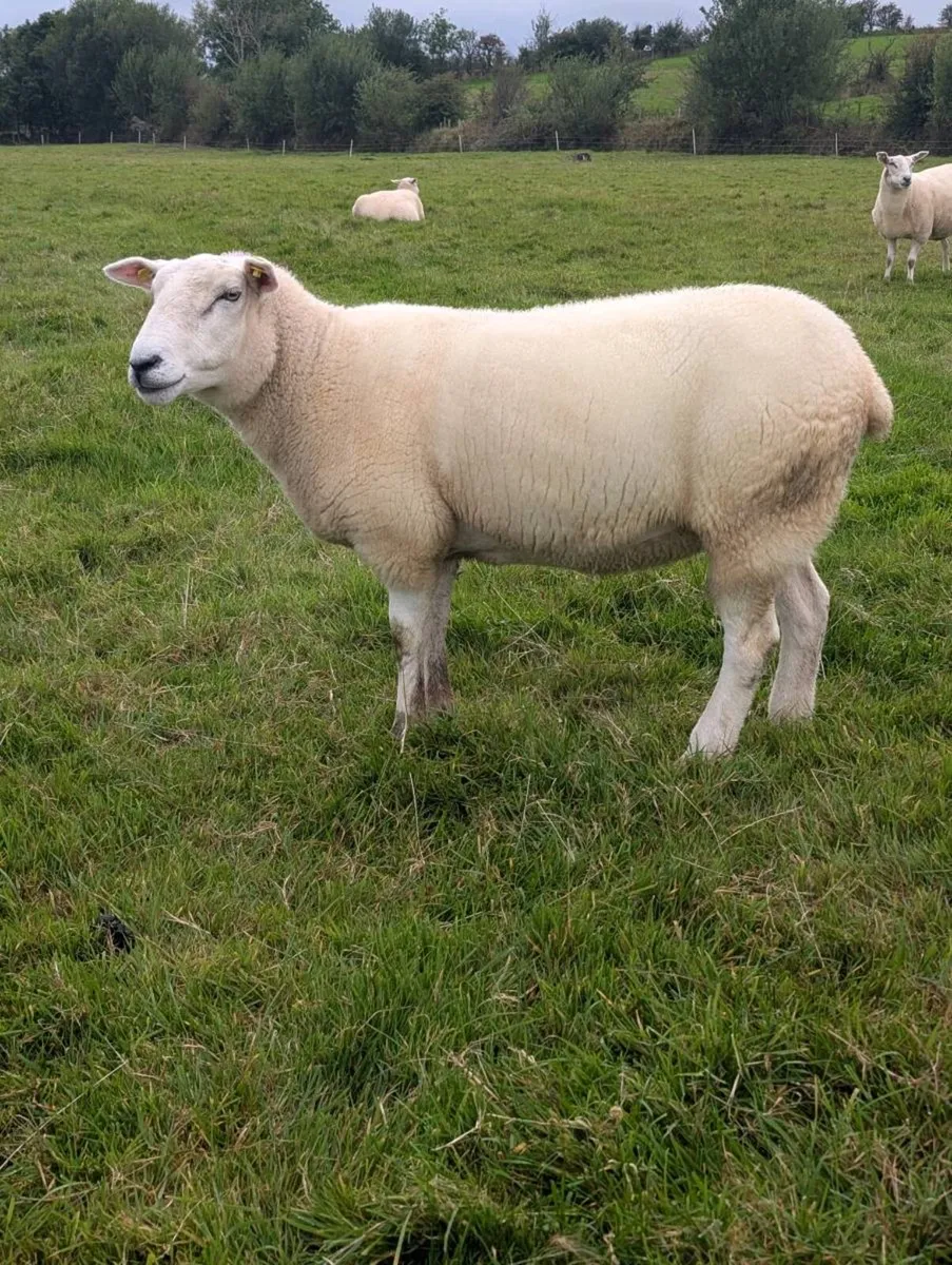 Belclare Hogget ewes - Image 2